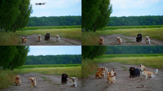 自然界中活跃的狗。夏天，一群狗在森林附近的道路上奔跑。快乐的宠物在户外玩耍。
