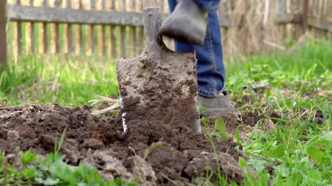 穿着短橡胶靴的男性脚在家庭土地上挖花园床
