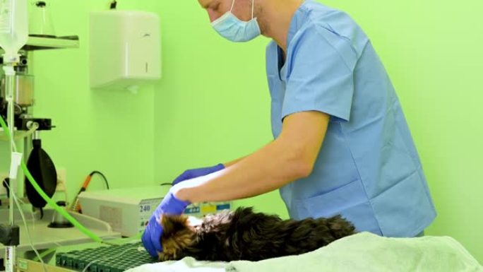 兽医外科医生为狗准备手术麻醉，准备插管和机械通气呼吸回路。高质量4k镜头