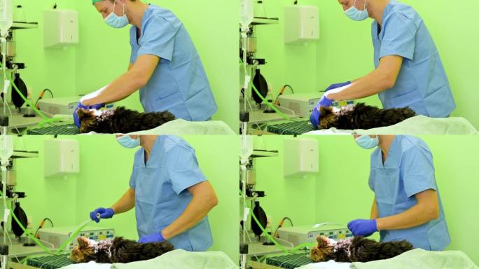 兽医外科医生为狗准备手术麻醉，准备插管和机械通气呼吸回路。高质量4k镜头