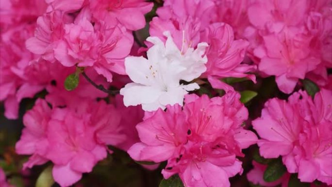 放大粉红色花朵中盛开的白色杜鹃花 (印度Azale或Sims's Azalea) 的镜头。