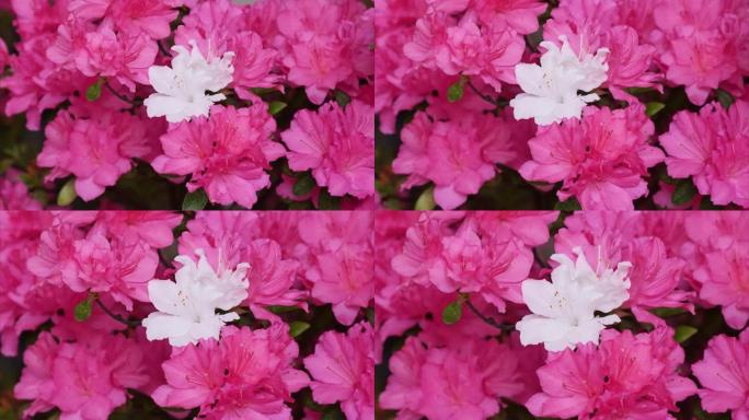 放大粉红色花朵中盛开的白色杜鹃花 (印度Azale或Sims's Azalea) 的镜头。