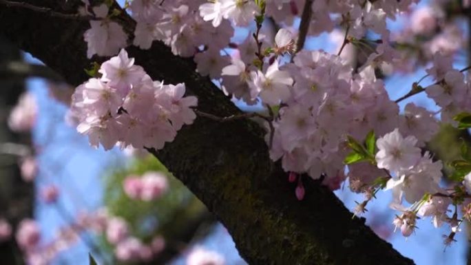 樱花樱花、4月、樱桃树