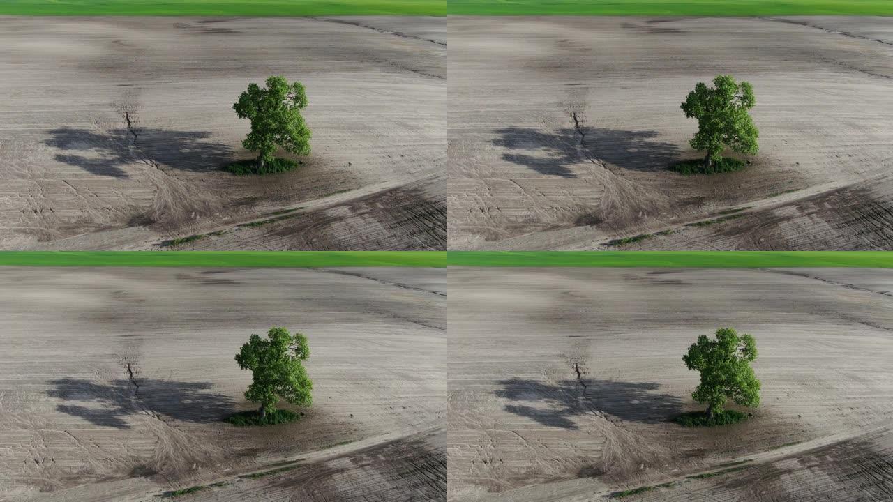 空旷的田野中的孤独树