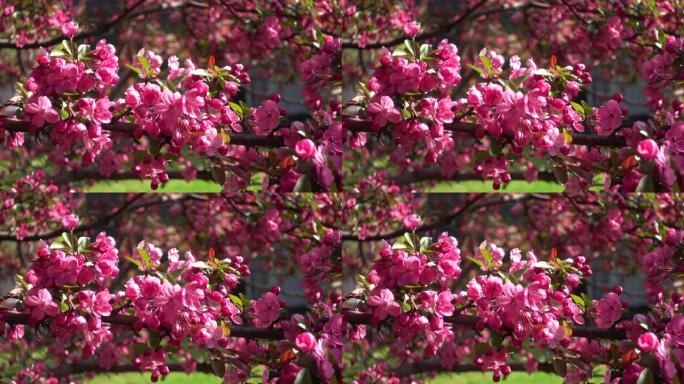 苹果树花 (Malus Crabapple)。春天粉红色的桃枝开花，芬芳的花朵在轻风中摇曳。春天绽放