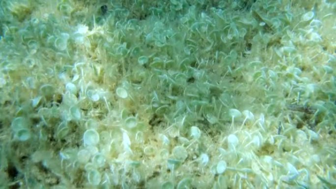 单细胞绿藻蜂群的特写美人鱼酒杯或美人鱼杯 (髋臼) 慢动作，向前移动。亚得里亚海，黑山，欧洲
