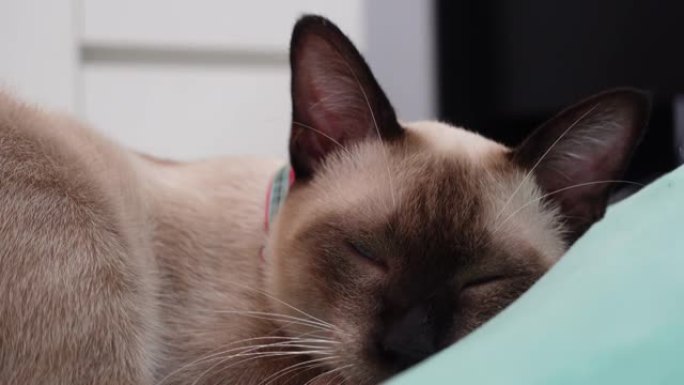 有趣的睡眠猫在床上完美的梦。