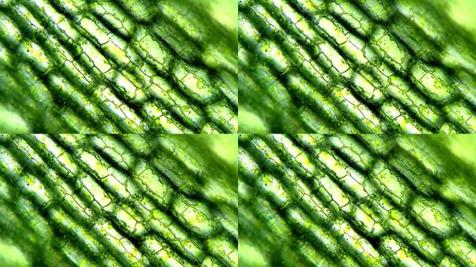 显微镜下的植物细胞，时间流逝