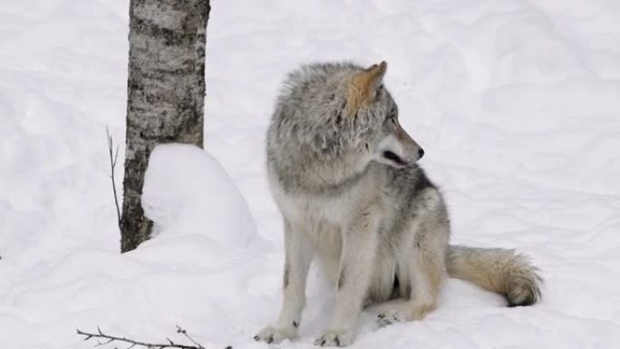 大灰狼在冬天在森林里照顾对手和危险