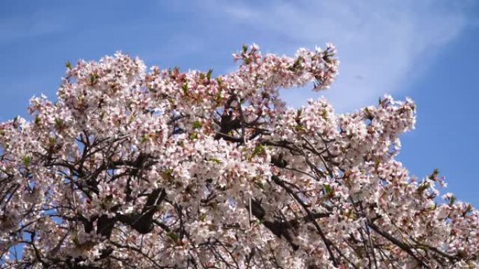 春天红花粉花视频素材