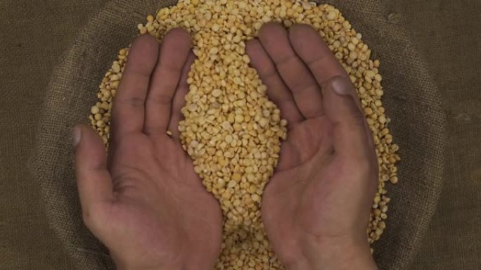 农夫的手从袋子里捡起一把豌豆颗粒，举起手掌。