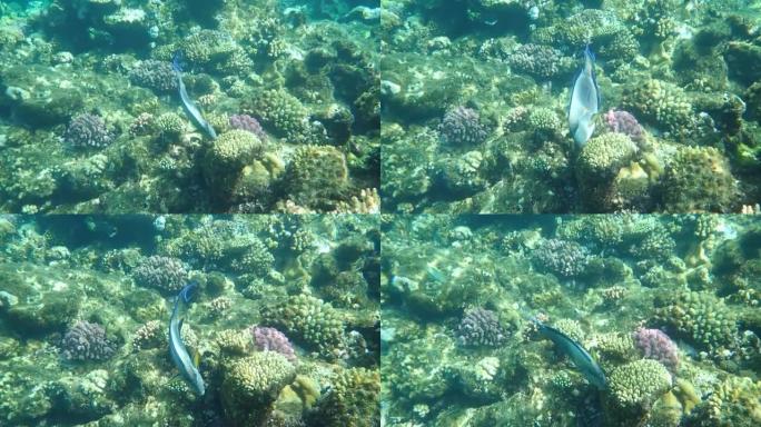 Sohal surgeonfish或sohal tang (Acanthurus sohal) un