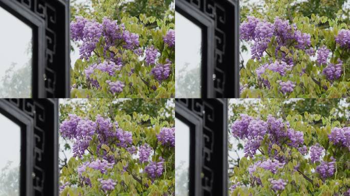 苏州园林雨中的紫藤花
