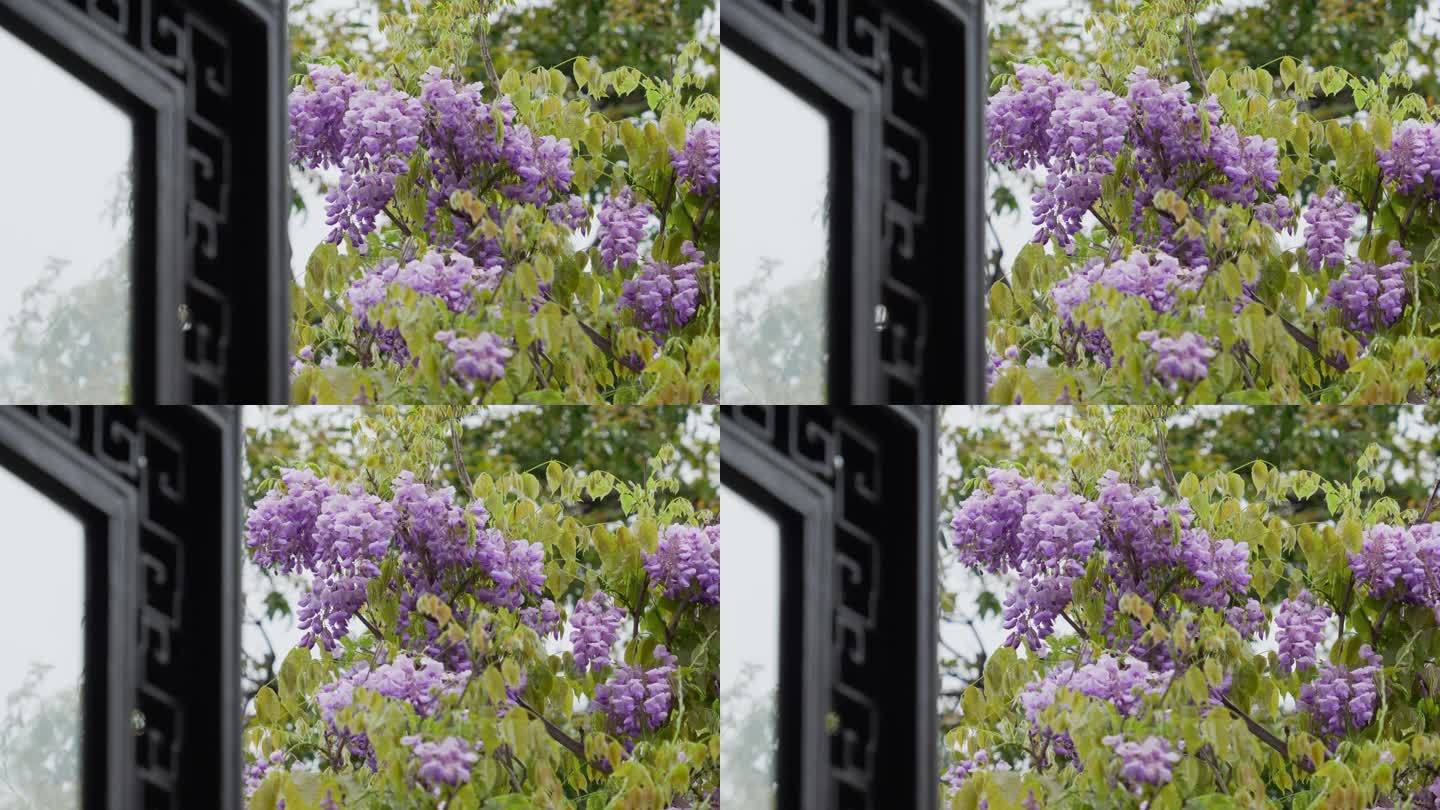 苏州园林雨中的紫藤花