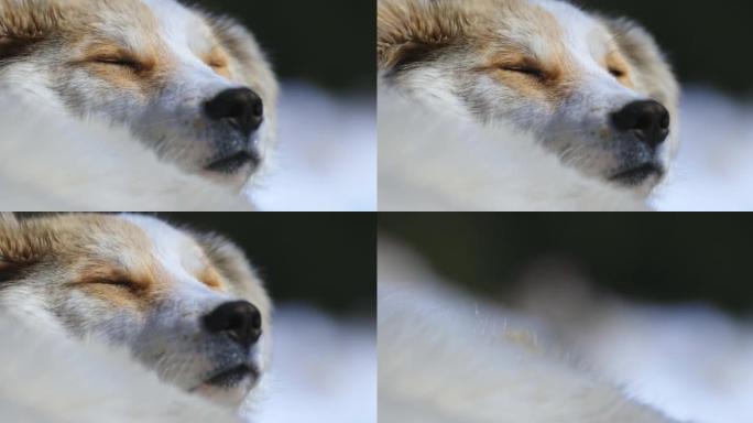 可爱的红发狗看着相机，同时在冬天阳光明媚的日子在户外放松。动物肖像。