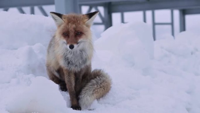 红狐狸坐在雪地上，在金属结构的背景下舔。高加索山脉高处的高加索狐狸的大肖像