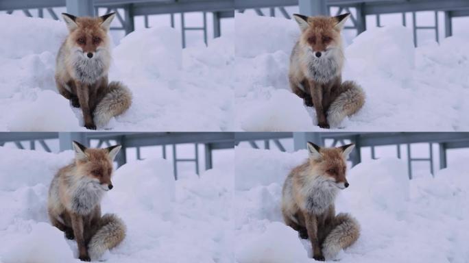 红狐狸坐在雪地上，在金属结构的背景下舔。高加索山脉高处的高加索狐狸的大肖像