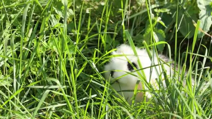 黑点小白兔坐在草坪上吃草。