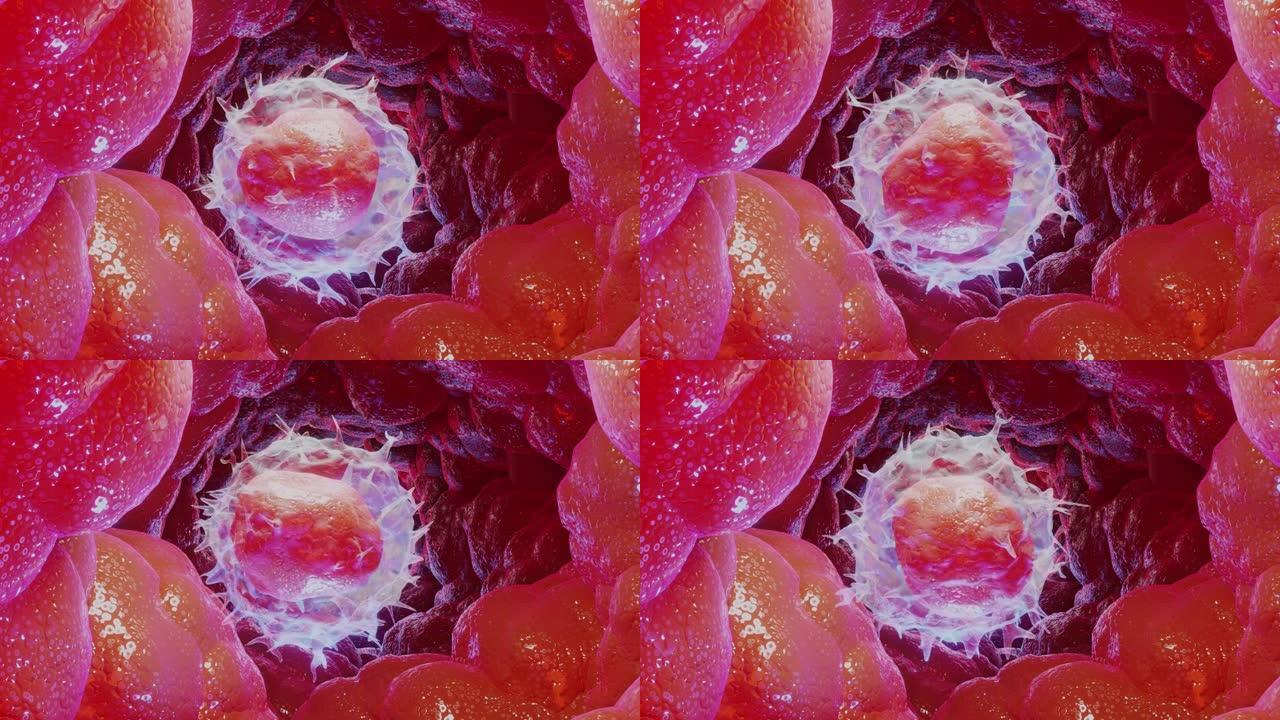 动画淋巴细胞型白细胞，白细胞，3d渲染