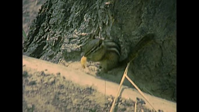 黄石国家公园中的花栗鼠