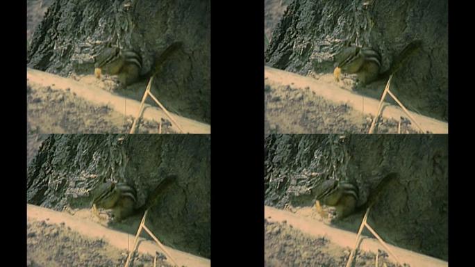 黄石国家公园中的花栗鼠