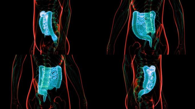 人体消化系统大小肠解剖动画概念