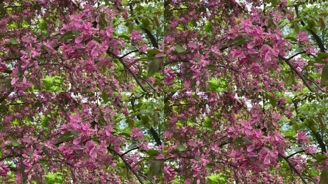 盛开的树Malus Crabapple皇室茂密，散布着落叶的树，叶子深紫色。春天，大量芬芳紫红色的花
