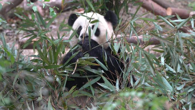 大熊猫 吃竹子