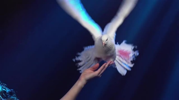 雌性手握着白色的鸽子，羽毛美丽，一根粉红色的羽毛。鸟拍打翅膀，展开尾巴。马戏团训练的鸽子在明亮的灯光