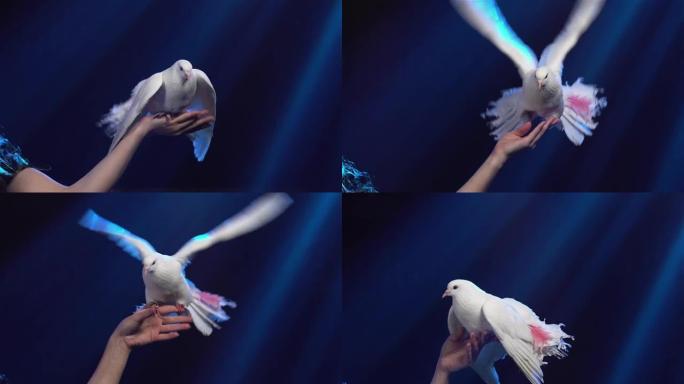 雌性手握着白色的鸽子，羽毛美丽，一根粉红色的羽毛。鸟拍打翅膀，展开尾巴。马戏团训练的鸽子在明亮的灯光