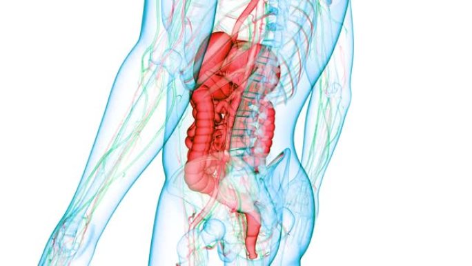 人体消化系统解剖动画概念