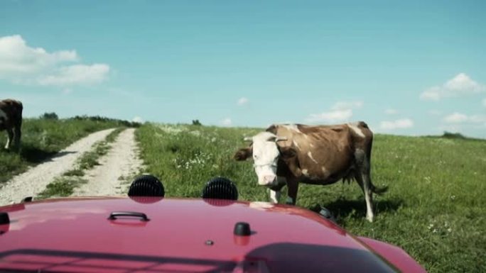 汽车在路上被牛越过股票视频挡住了