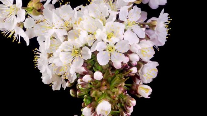 樱花。樱桃树的树枝上绽放着白色的花朵。
