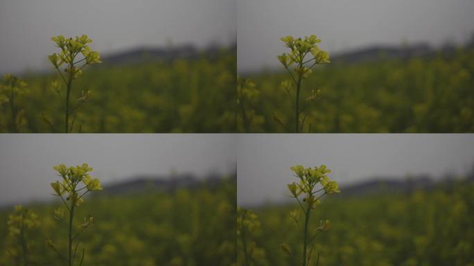 绿色叶子背景下的黄色芥末花芽。黄色花朵背景。慢动作视频。