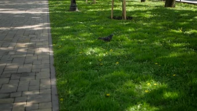 鸽子鸟在城市公园郁郁葱葱的新鲜绿色草坪上漫步