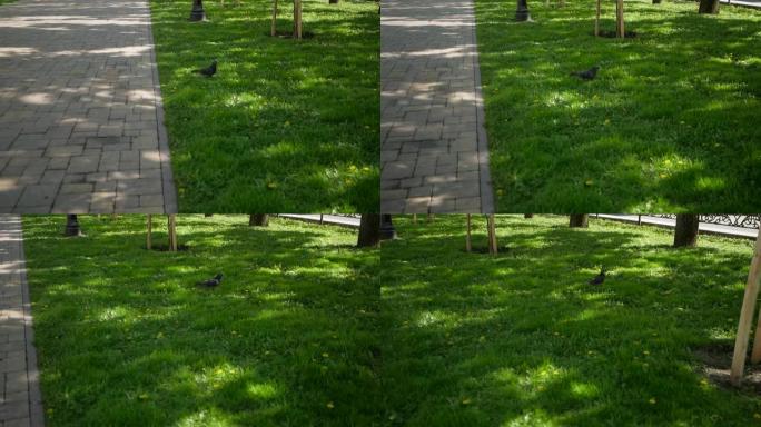 鸽子鸟在城市公园郁郁葱葱的新鲜绿色草坪上漫步
