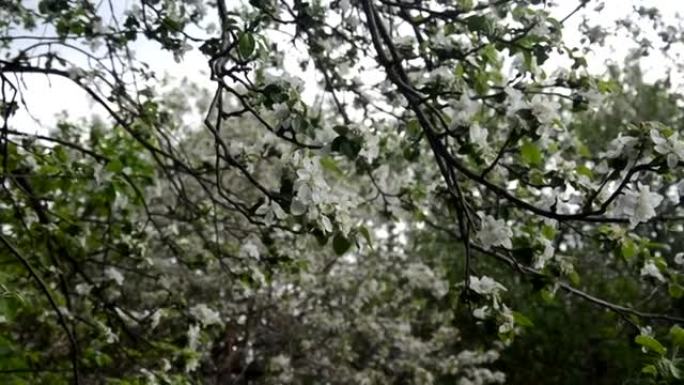 春天开花背景抽象的绿色叶子和白色花朵的花卉边界