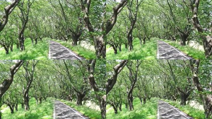 树木的线条视图阳光、4k分辨率、单车道路