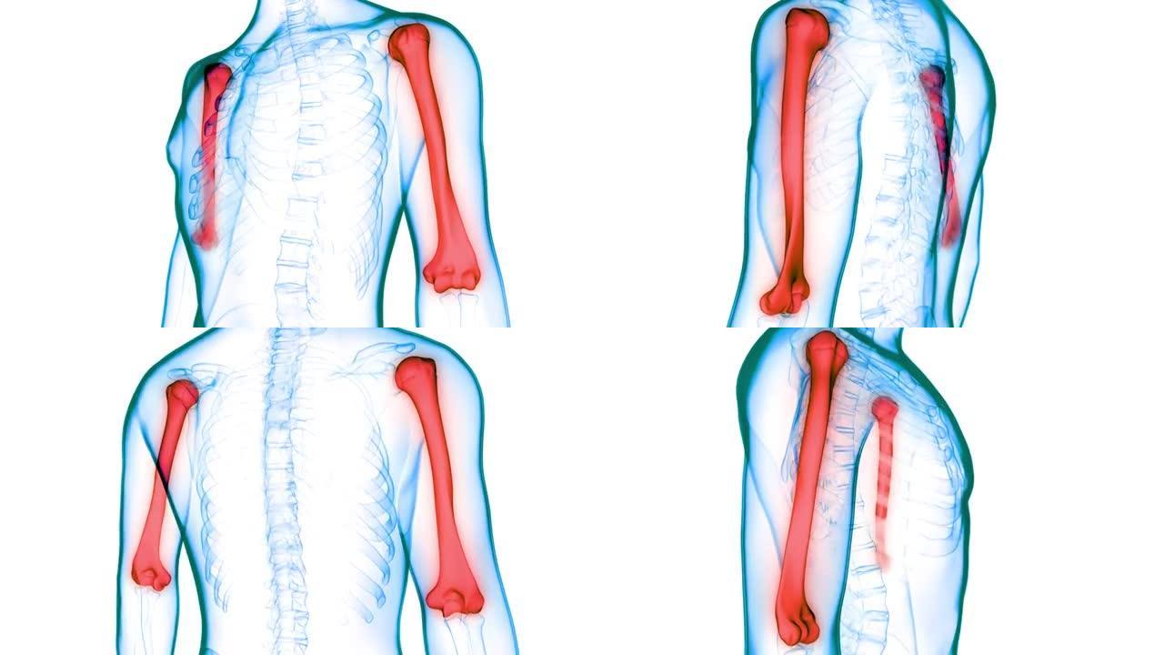 人体骨骼系统肱骨关节解剖动画概念