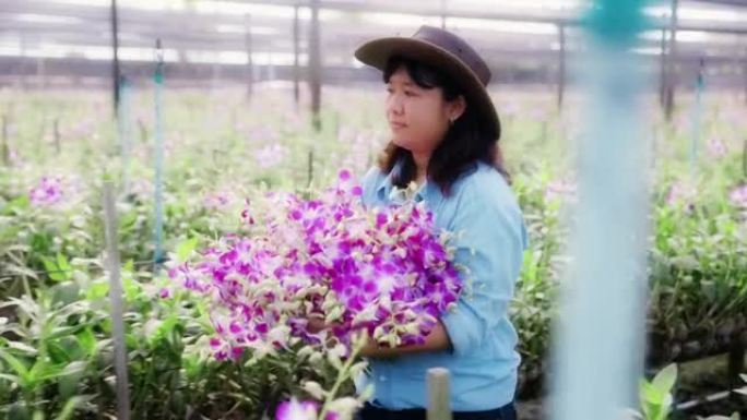 亚洲女农民走过兰花农场的田野，收获或检查质量控制，农业或农产工业的概念。