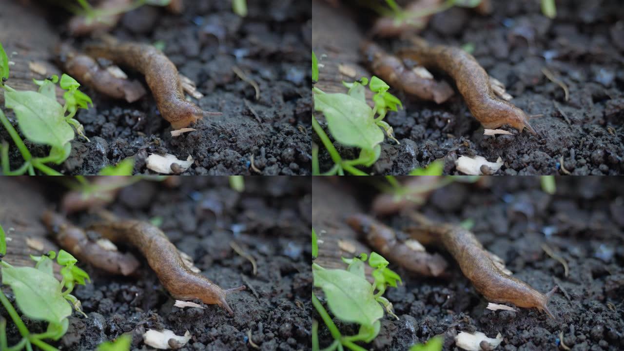 花园里的鼻涕虫在地上爬行。他们移动他们的角。吃蔬菜