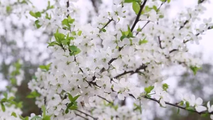 春天花园里盛开的梅枝，白花在风中摇曳