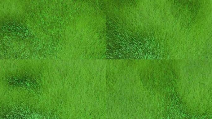 绿草在风中摇曳的背景3D。
