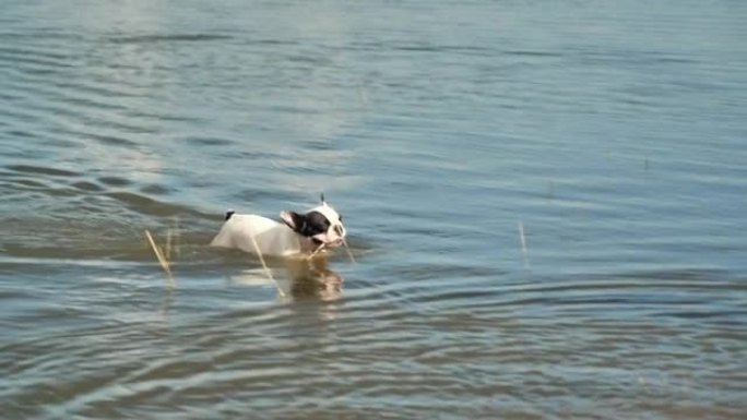 狗带着棍子狗游泳狗咬东西游泳上岸