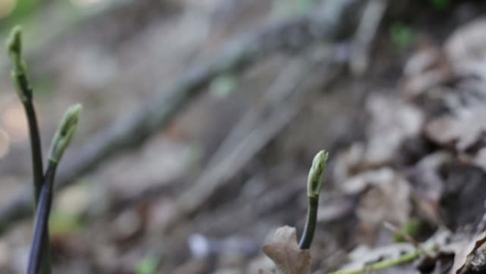 树林里收集的屠夫扫帚芽