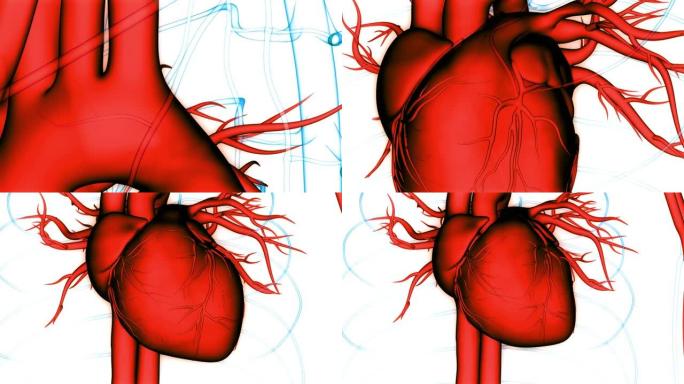 人体循环系统心脏跳动解剖动画概念