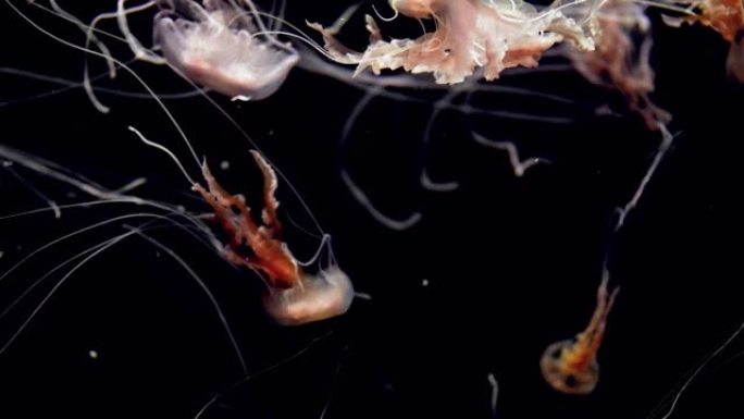特写4k视频，黑色背景下漂浮在水族馆中的长触手的有毒水母。完美宁静的背景或自然背景