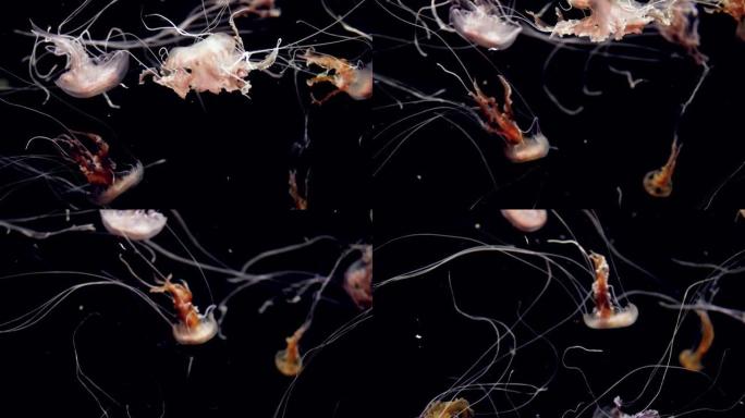 特写4k视频，黑色背景下漂浮在水族馆中的长触手的有毒水母。完美宁静的背景或自然背景