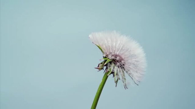 打开蓝色背景的蒲公英花。时间流逝。