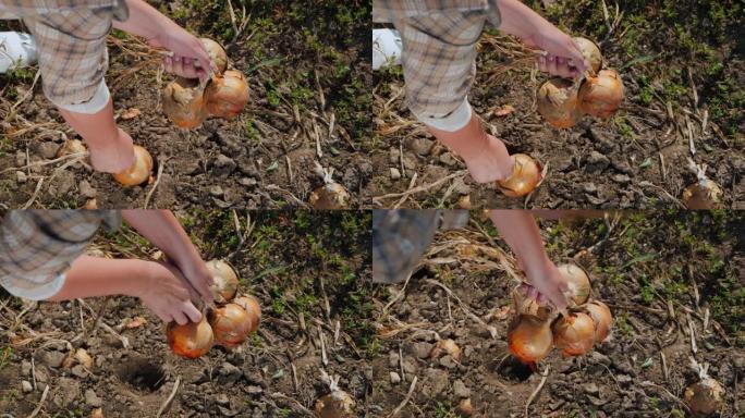 俯视图: 农民从地面上采摘成熟的洋葱